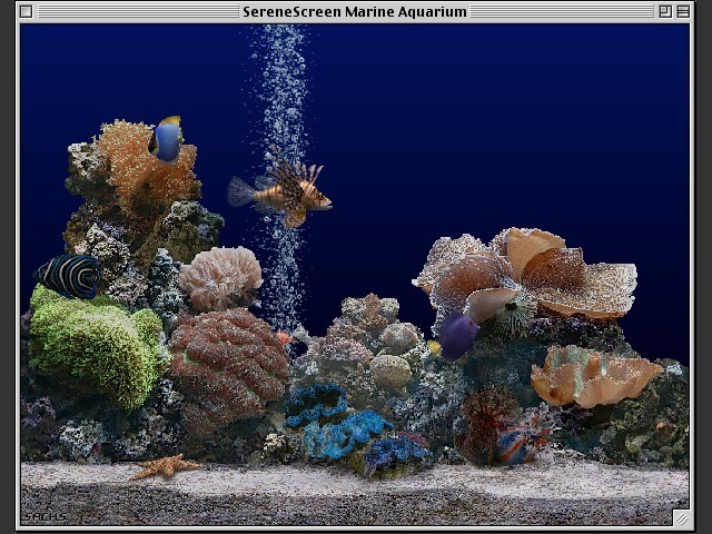 Marine Aquarium 2 (2003)