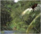 Jumanji Spider Web (1996)