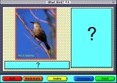 What Bird 4 (1995)