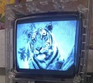 Tiger StartupScreen (1987)