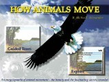 Animals on the Move (1998)