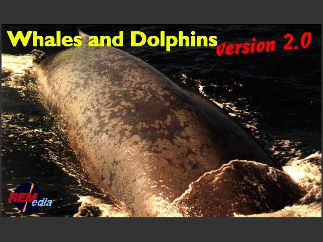 Whales and Dolphins 2.0 (1995)