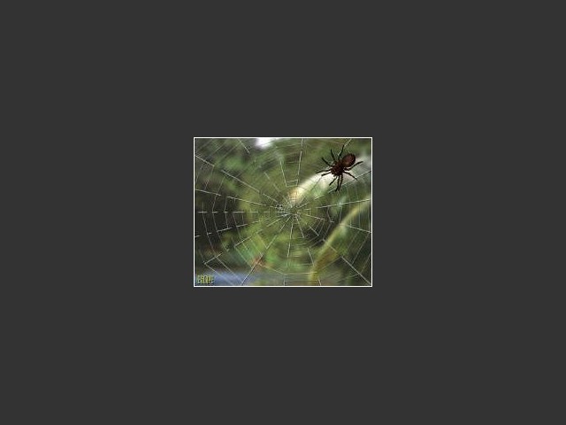 Jumanji Spider Web (1996)